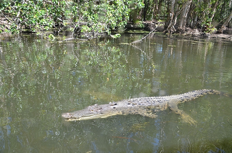 092_Australia_Queensland_Hartleys_Crocodile_Adventure.JPG