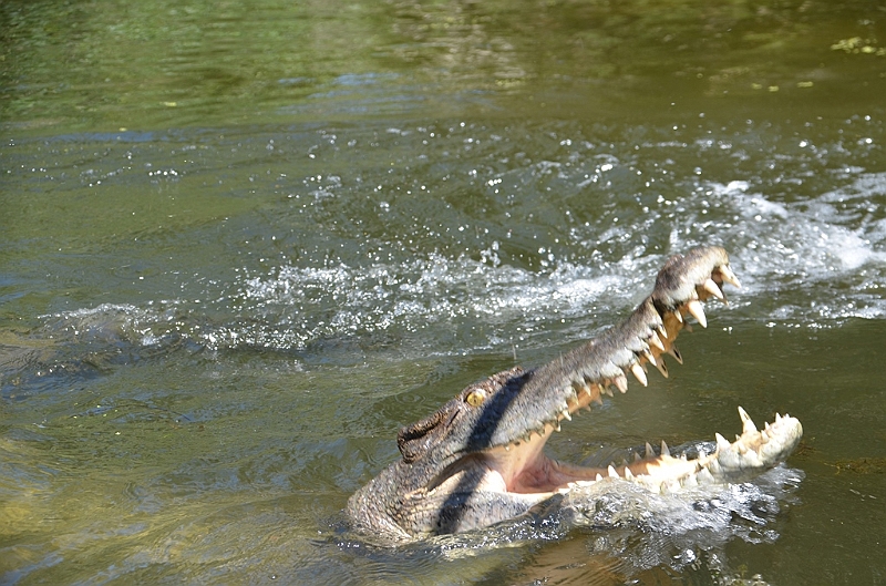 097_Australia_Queensland_Hartleys_Crocodile_Adventure.JPG