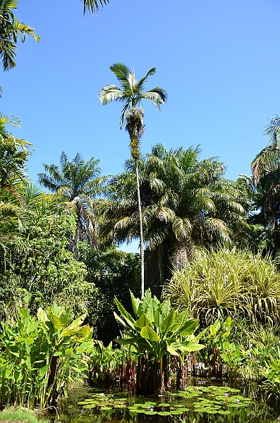 124_Australia_Cairns_Botanic_Gardens.JPG