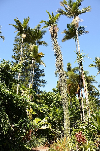 126_Australia_Cairns_Botanic_Gardens.JPG
