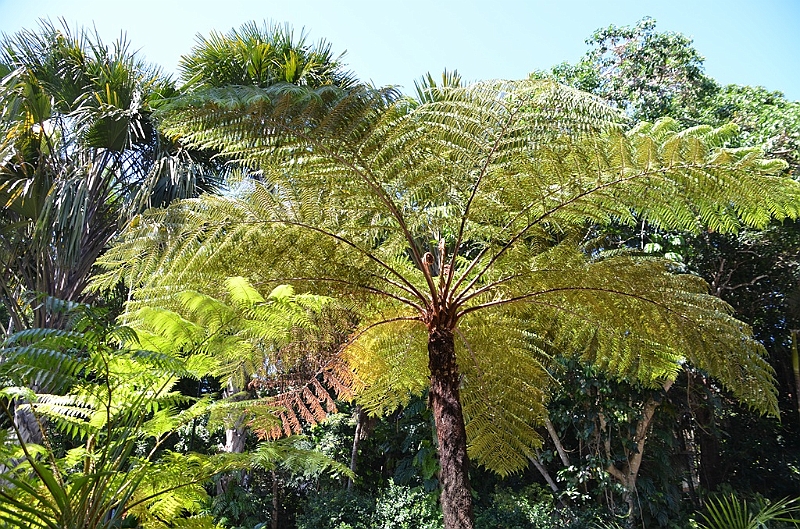 128_Australia_Cairns_Botanic_Gardens.JPG