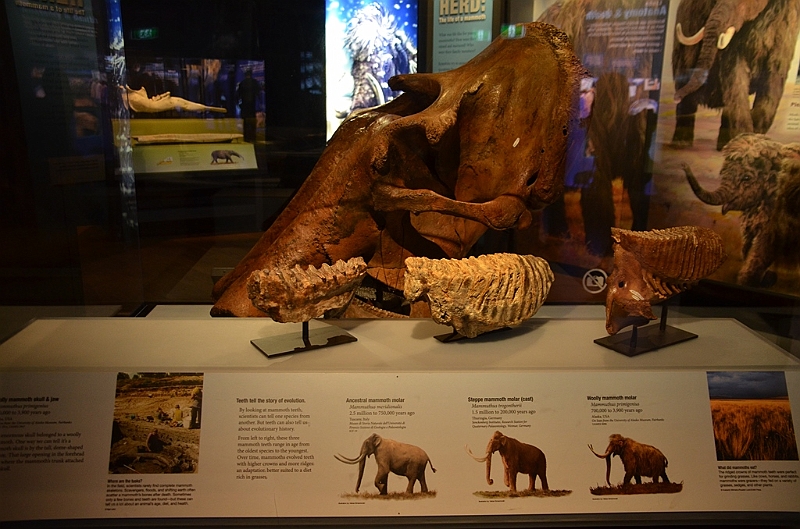 181_Australia_Sydney_Australian_Museum.JPG