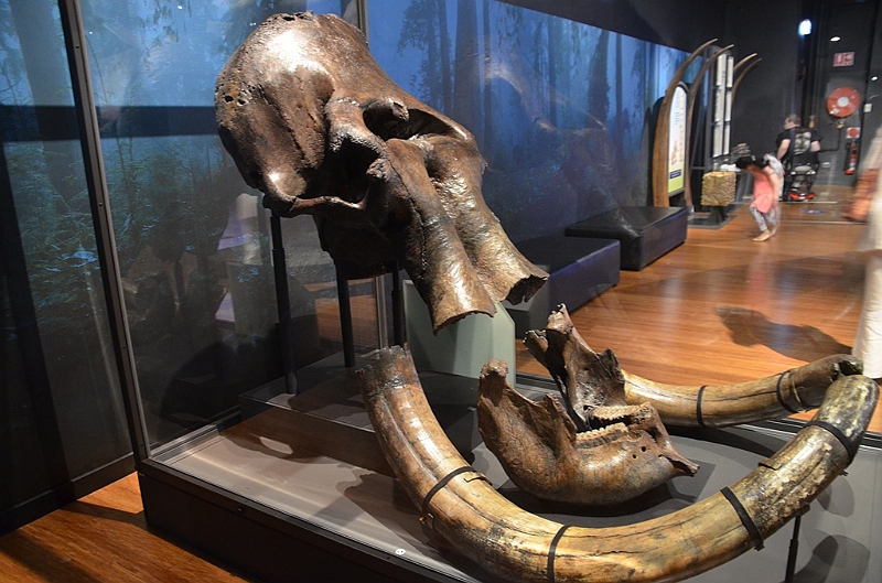 182_Australia_Sydney_Australian_Museum.JPG