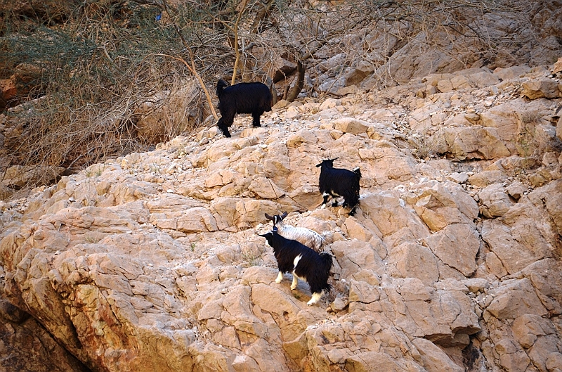 121_Oman_Wadi_Shab.JPG