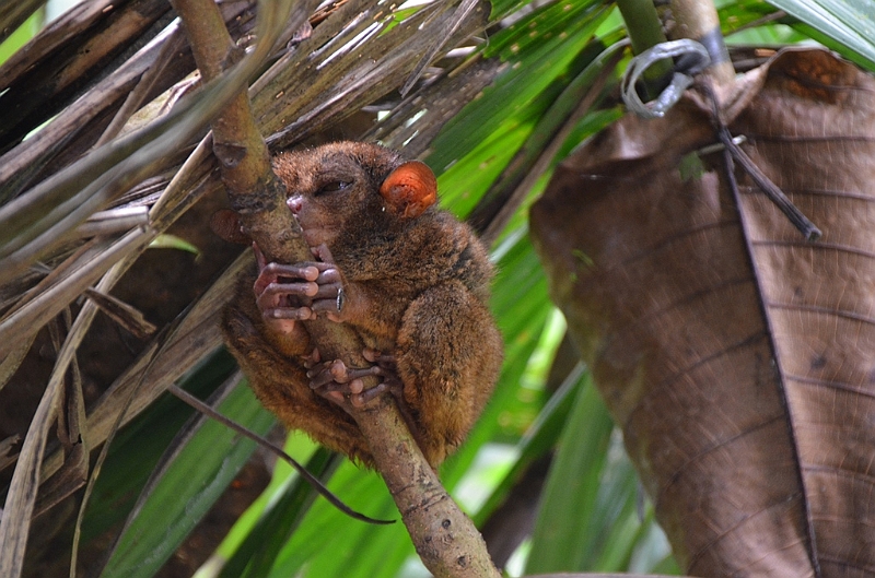 208_Philippines_Bohol_Tarsier.JPG