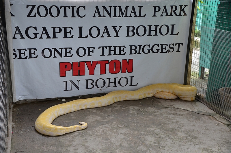 223_Philippines_Bohol_Python.JPG