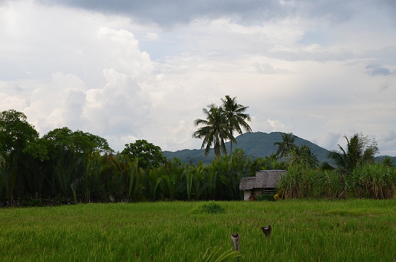 227_Philippines_Bohol_Rice_Field.JPG