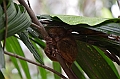 205_Philippines_Bohol_Tarsier