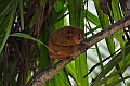 207_Philippines_Bohol_Tarsier