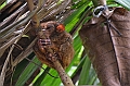 208_Philippines_Bohol_Tarsier