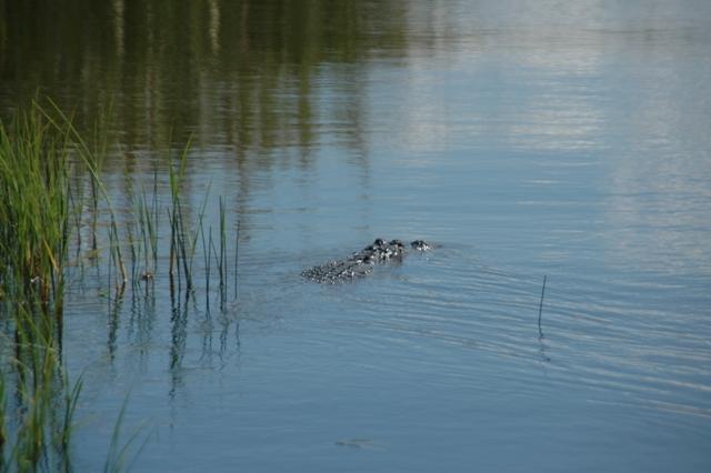 188_USA_Everglades_National_Park.JPG