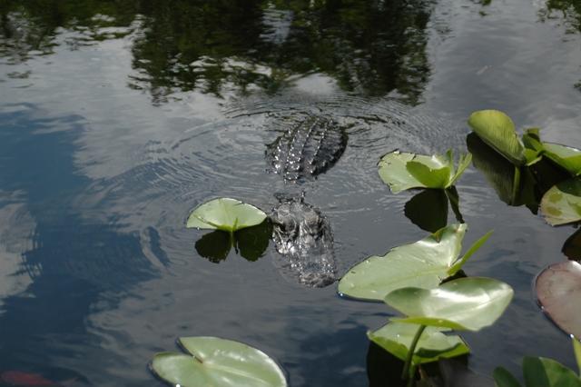 199_USA_Everglades_National_Park.JPG