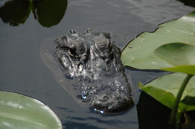 200_USA_Everglades_National_Park.JPG