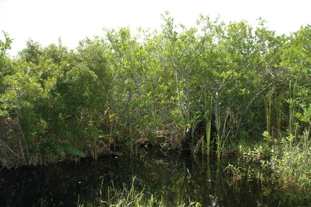 202_USA_Everglades_National_Park.JPG