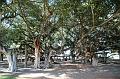 300_USA_Hawaii_Maui_Lahaina_Banyan_Tree