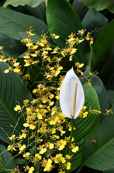 141_Singapore_Botanic_Gardens.JPG