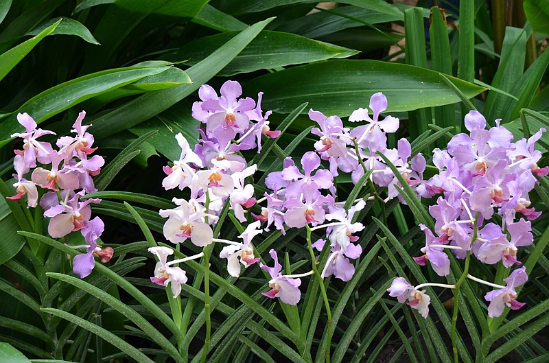 147_Singapore_Botanic_Gardens.JPG
