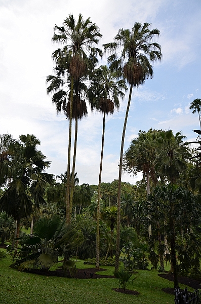 180_Singapore_Botanic_Gardens.JPG