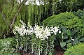 156_Singapore_Botanic_Gardens