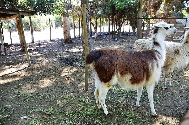 138_Chile_Lamas.JPG