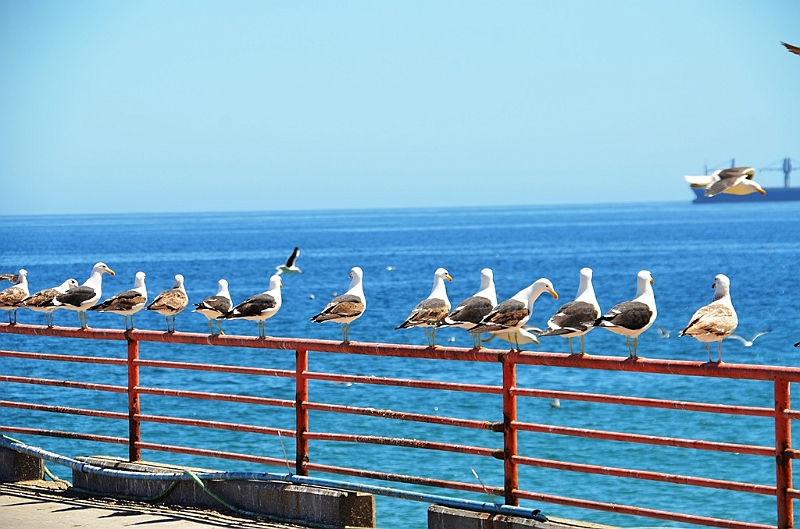 147_Chile_Vina_del_Mar.JPG