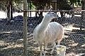 137_Chile_Lamas
