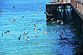 146_Chile_Vina_del_Mar