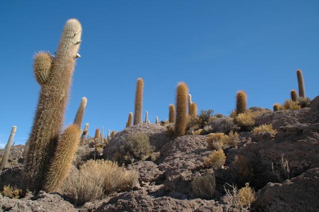 437_Bolivien_Salar_de_Uyuni_Isla_del_Pescado.JPG