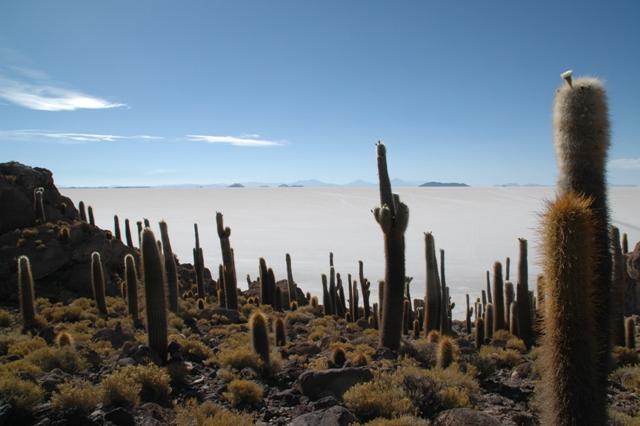 447_Bolivien_Salar_de_Uyuni_Isla_del_Pescado.JPG