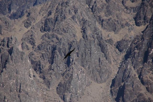 130_Peru_Colca_Tal_Condor.JPG
