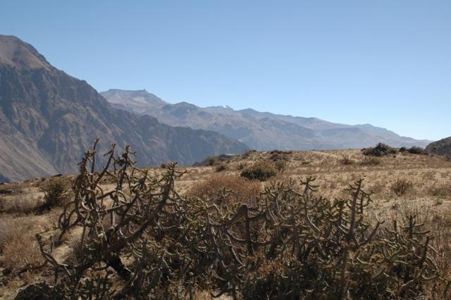 134_Peru_Colca_Tal_Cruz_del_Condor.JPG