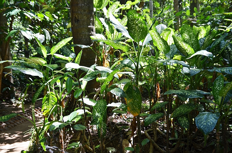 233_Sri_Lanka_Gewuerzgarten.JPG