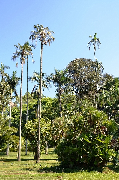 282_Sri_Lanka_Kandy_Botanic_Gardens.JPG