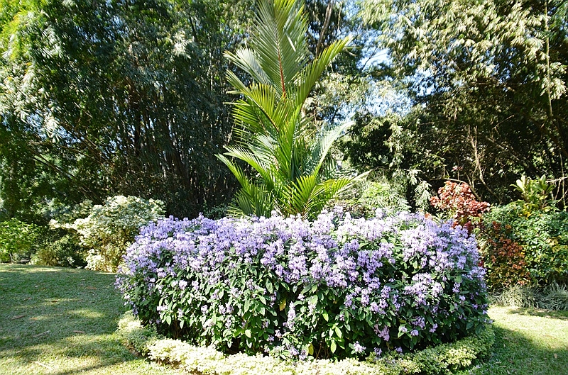284_Sri_Lanka_Kandy_Botanic_Gardens.JPG