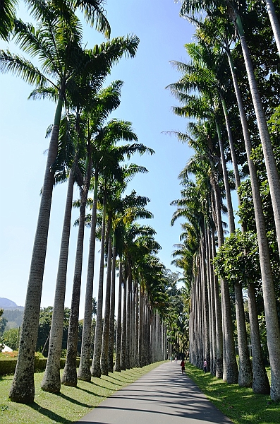 296_Sri_Lanka_Kandy_Botanic_Gardens.JPG