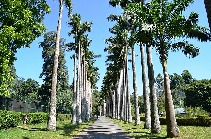 298_Sri_Lanka_Kandy_Botanic_Gardens.JPG
