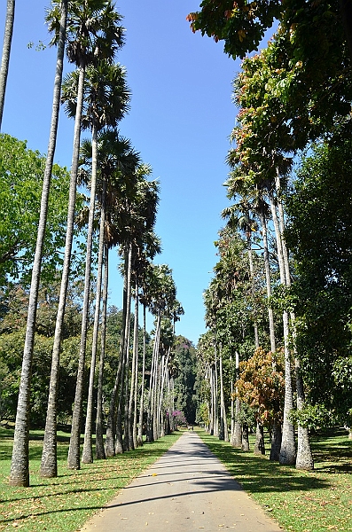 299_Sri_Lanka_Kandy_Botanic_Gardens.JPG