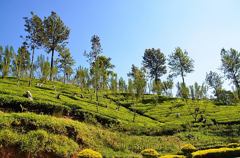 354_Sri_Lanka_Tee_Plantation.JPG