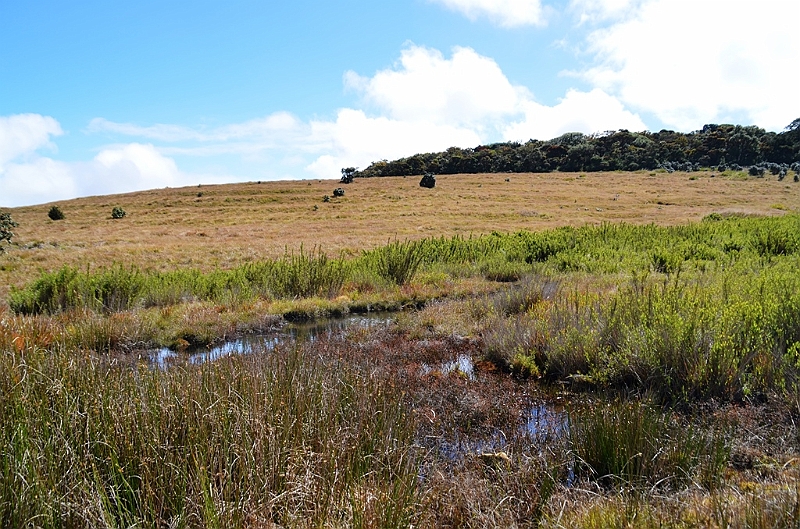 405_Sri_Lanka_Horton_Plains_NP.JPG