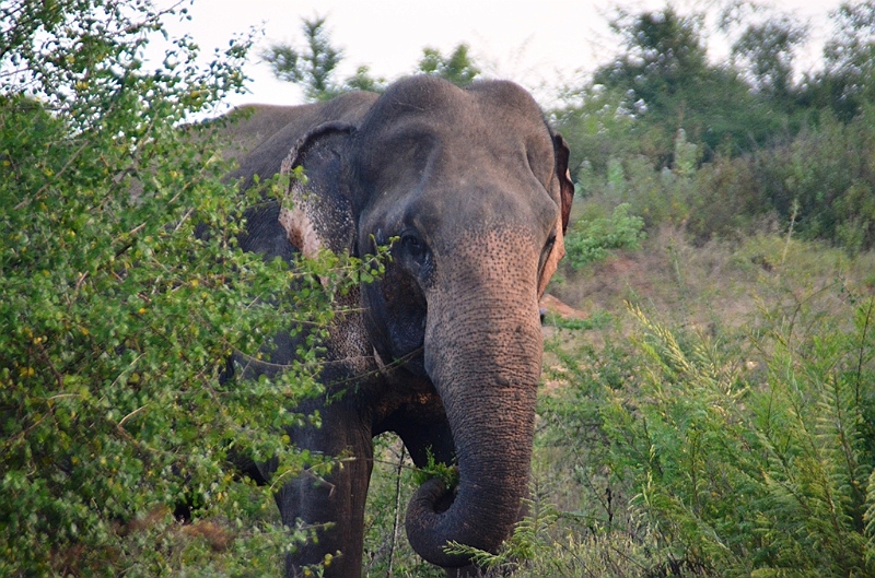 476_Sri_Lanka_Udawalawe_NP.JPG
