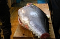 113_Tokyo_Fishmarket