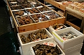 114_Tokyo_Fishmarket