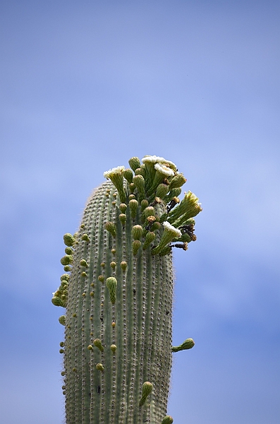 013_USA_Arizona_Sonora_Desert_Museum.JPG