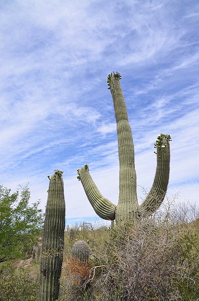 016_USA_Arizona_Sonora_Desert_Museum.JPG