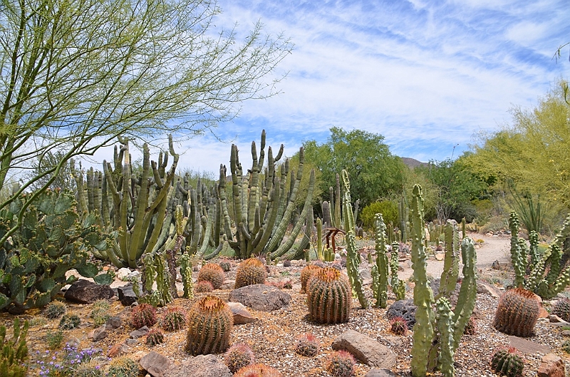 019_USA_Arizona_Sonora_Desert_Museum.JPG