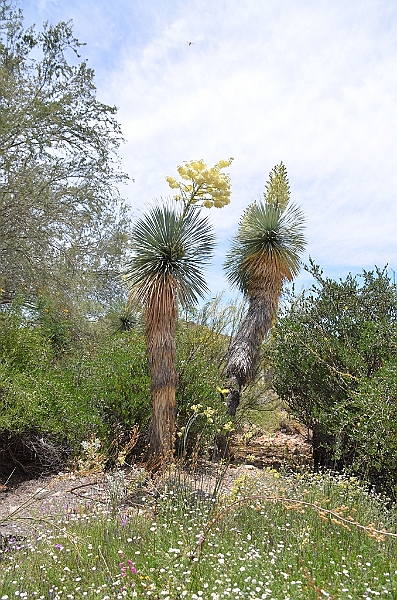 030_USA_Arizona_Sonora_Desert_Museum.JPG