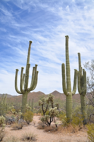 034_USA_Saguaro_National_Park.JPG