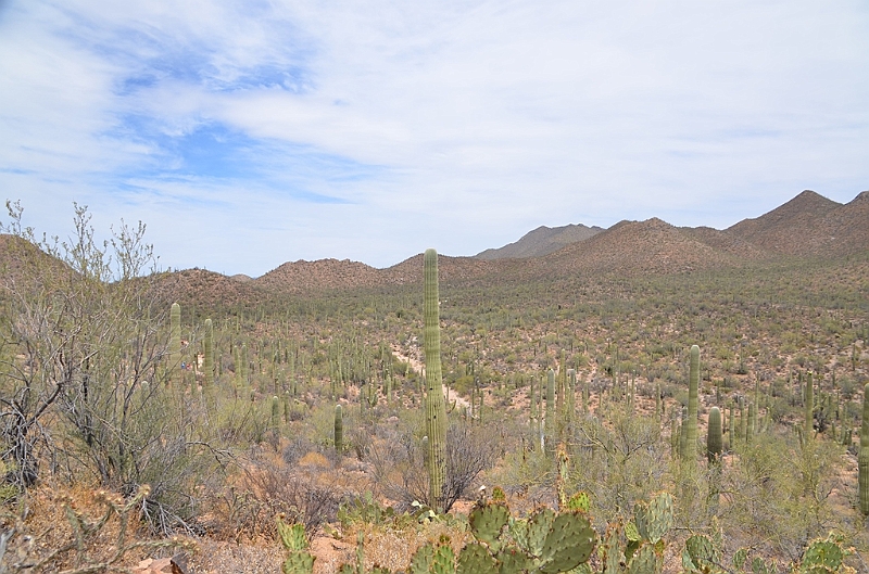 040_USA_Saguaro_National_Park.JPG