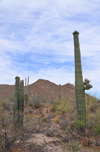 041_USA_Saguaro_National_Park.JPG