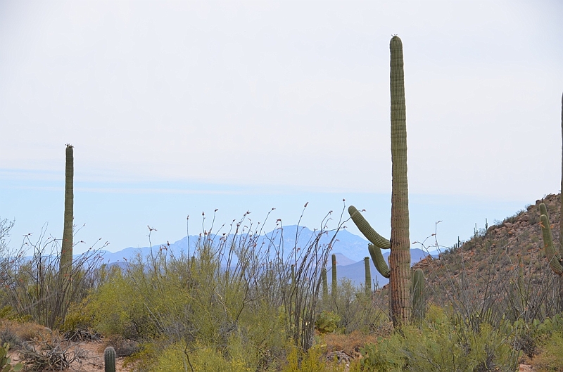 043_USA_Saguaro_National_Park.JPG